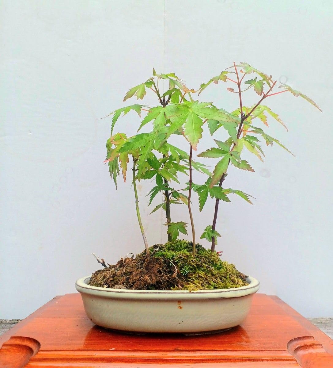 山紅葉◇やまもみじ◇盆栽◇鉢付◇寄せ植え◇約38cm Amazon.co.jp: 山紅葉◇やまもみじ◇盆栽◇鉢付◇寄せ植え◇約20cm